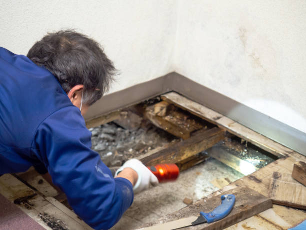 Best Mold Testing and Inspection Services in Escanaba, MI
