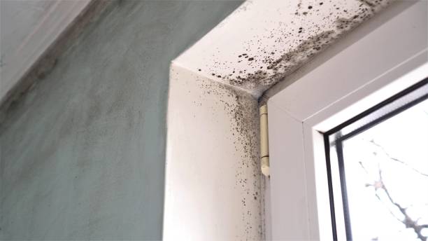 Best Mold Remediation for Schools in Escanaba, MI