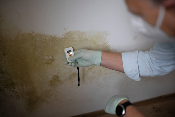 Best Post-Flood Mold Remediation in Escanaba, MI