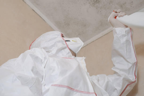 Best Kitchen Mold Remediation in Escanaba, MI