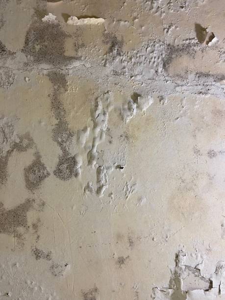Best Basement Mold Remediation in Escanaba, MI