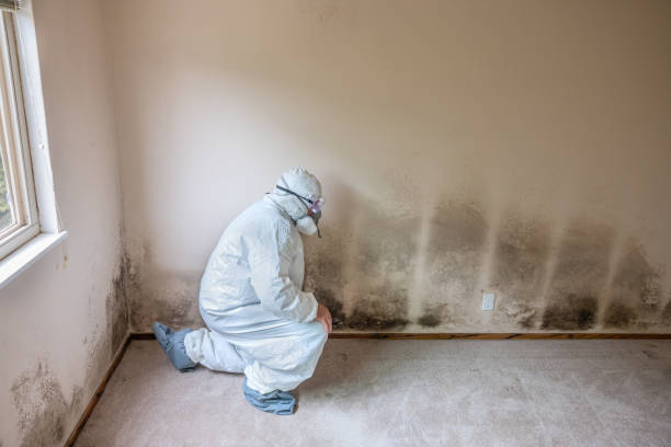 Best Insurance-Related Mold Remediation in Escanaba, MI